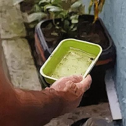 Chikungunya preocupa após uma década no Brasil