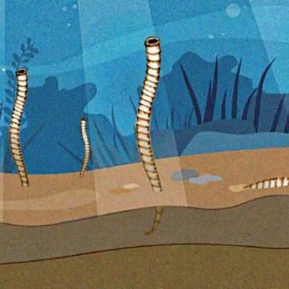 Acelerador de partículas revela formato de uma das primeiras espécies com esqueleto