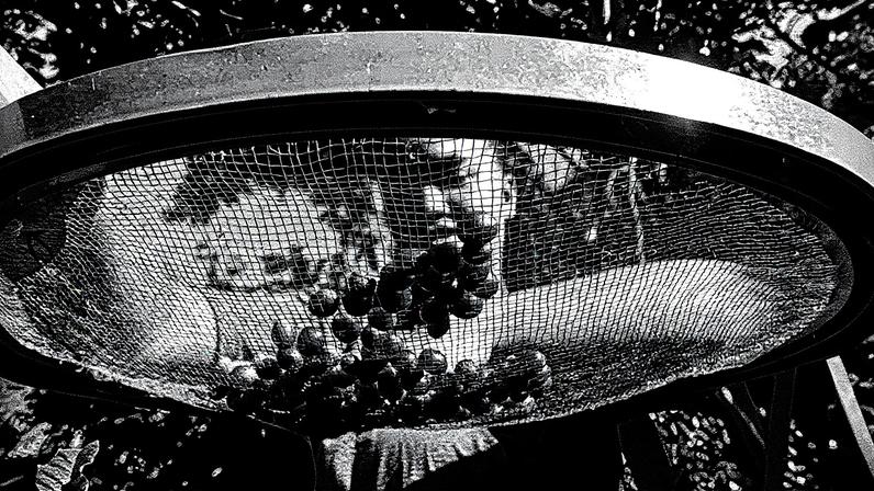 Café tem alta de 22,37% em Índice de Preços ao Produtor (IPA) (Foto: Reprodução)