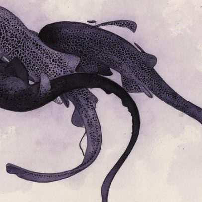 Tubarão-zebra flagrado em encontro sexual incomum