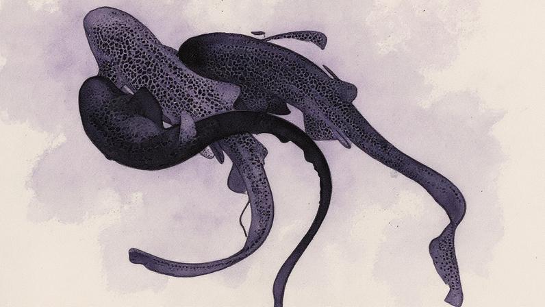 (Hugo Lassauce/Hugues Gossuin/Christine L. Dudgeon/Olivier Chateau/Reprodução)