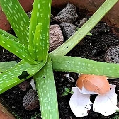 Plantas que se beneficiam de cascas de ovo crescem mais fortes e rápidas