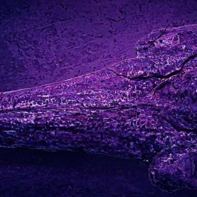 Peru apresenta fóssil raro de golfinho com 12 milhões de anos de idade