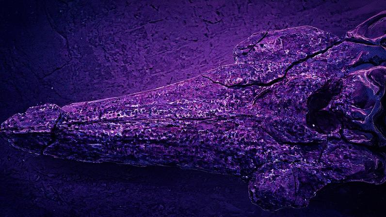 Detalhe de um esqueleto petrificado completo de um Lomacetus sp., ancestral das toninhas modernas, com mais de 10 milhões de anos (Foto: Reprodução)