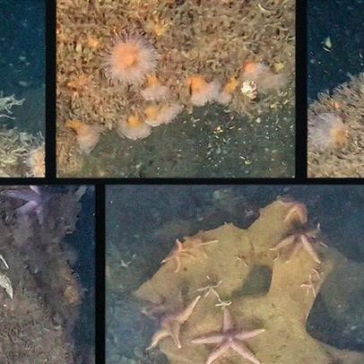 Bombas nazistas no Mar Báltico abrigam vida marinha