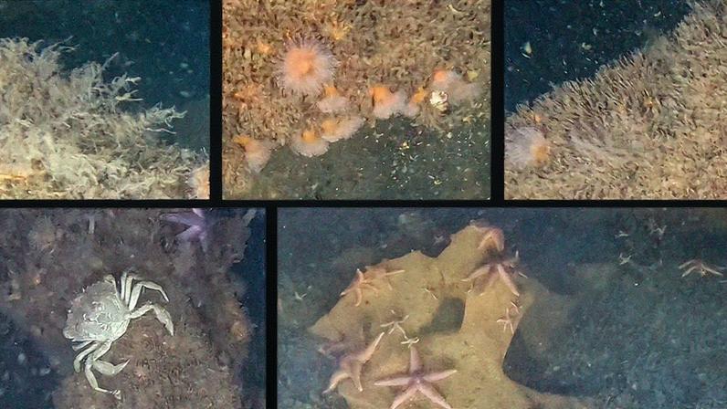 (Vedenin, A., Kröncke, I., Weiß, T. et al./Reprôdução)