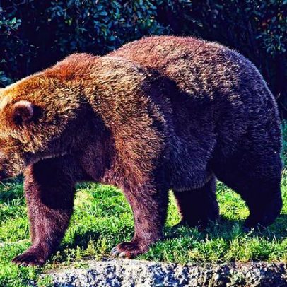 Semana do Urso Gordo: competição e votação para o seu pançudo favorito