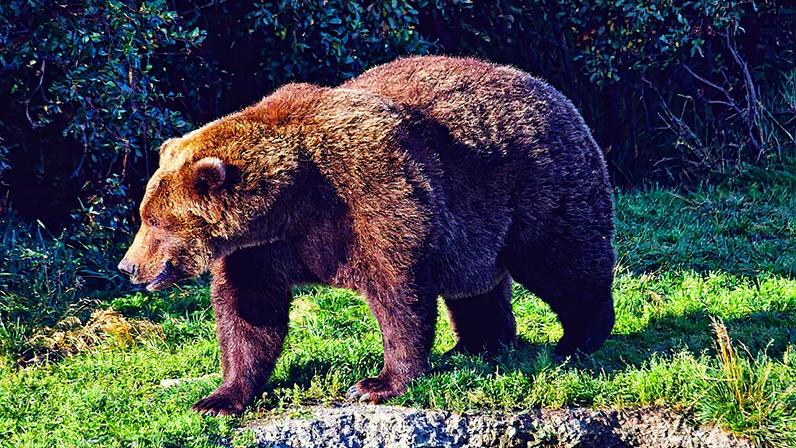 Fotografia de um urso grande andando pelo parque.