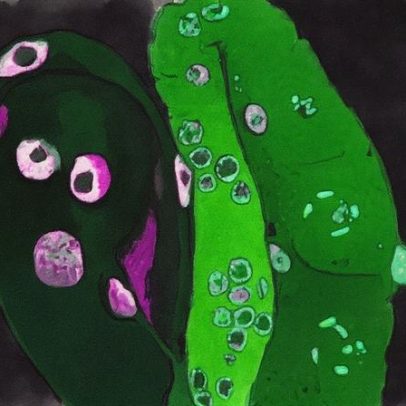 Verme herda longevidade sem mudança no DNA