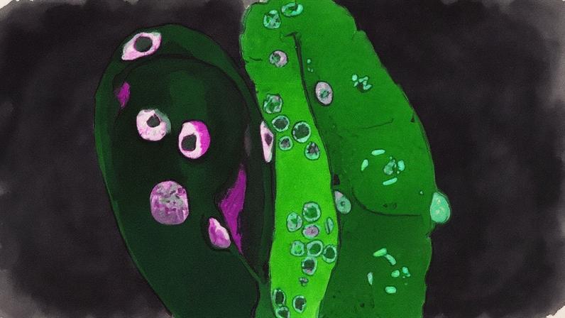 (Meng Wang/Reprodução)