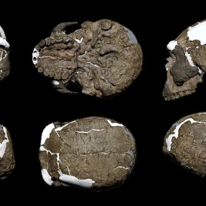 Crânio de 1 milhão de anos revela segredos da evolução humana