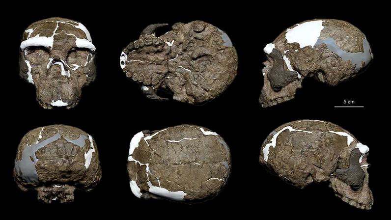 (XIAOBO FENG/QIYU YIN/FENG GAO/DAN LU/QIN FANG/YILU FENG/XUCHU HUANG/CHEN TAN/HANWEN ZHOU/QIANG LI/CHI ZHANG/Reprodução)