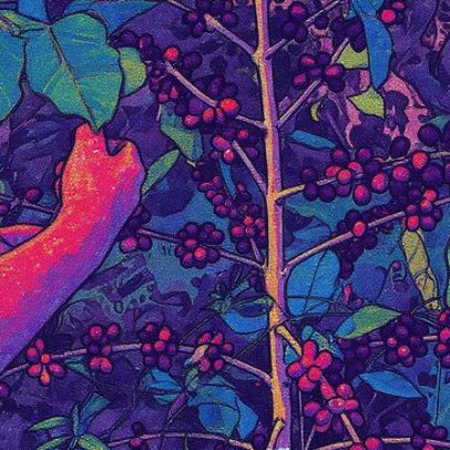 Café volta a subir com tarifaço e quebra de safra, pressão deve persistir até 2026