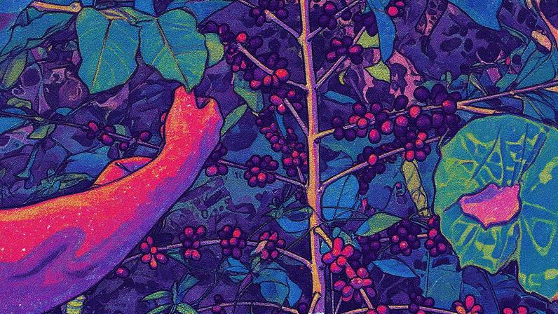 Trabalhador colhe grãos de café em meio a plantações, com expectativa de redução da safra entre dois e quatro milhões de sacas (Foto: Reprodução)