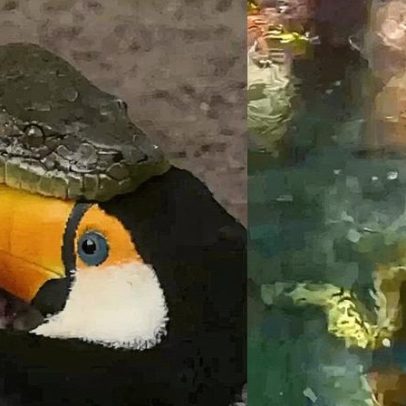 Sucuri captura tucano em cena impressionante registrada por turistas