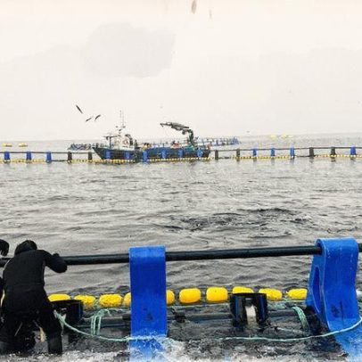 Euskadi inicia projeto de criação de atuns vermelhos em piscinas flutuantes no mar