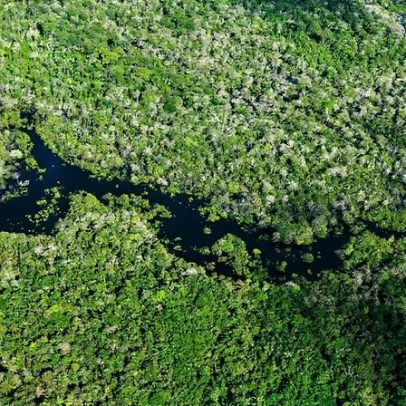 Fundo global investe em mercados emergentes para preservar florestas ameaçadas