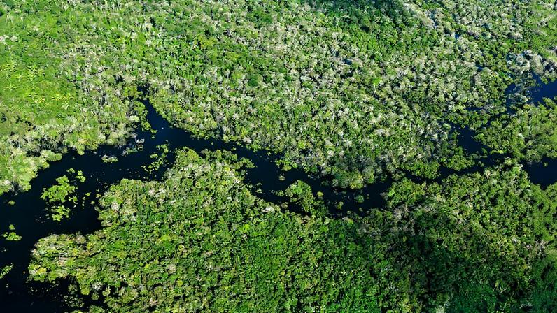 Trecho de floresta preservada na cabeceira de um rio no Amazonas (Foto: Reprodução)