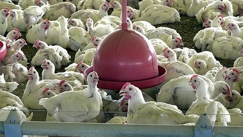 Perdas mensais em exportações devido ao vírus são estimadas em mais de R$ 1 bilhão, com prazo para submissão se encerrando em 28/11 (Foto: Reprodução)