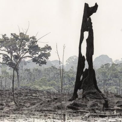 Amazônia enfrenta risco de colapso com aumento de 4.321% na área agrícola, alerta MabBiomas