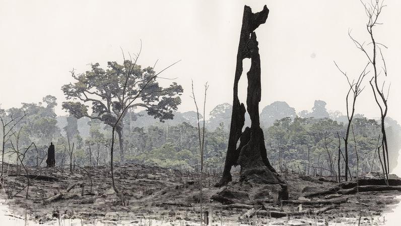 Tronco queimado em área desmatada da Amazônia (Foto: Reprodução)