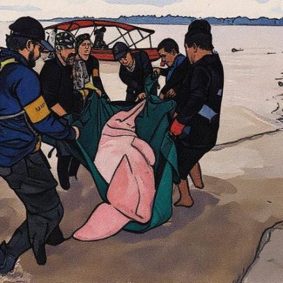 Delfines rosas do Amazonas enfrentam desafio para medir níveis de mercúrio