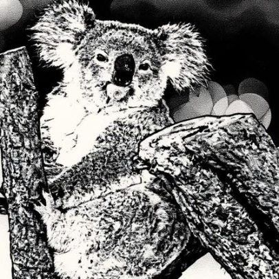 Austrália lança vacina inovadora contra clamídia para salvar coalas ameaçados