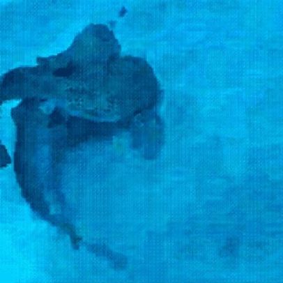 Cientistas filmam acasalamento de tubarões-leopardo em ilhas australianas