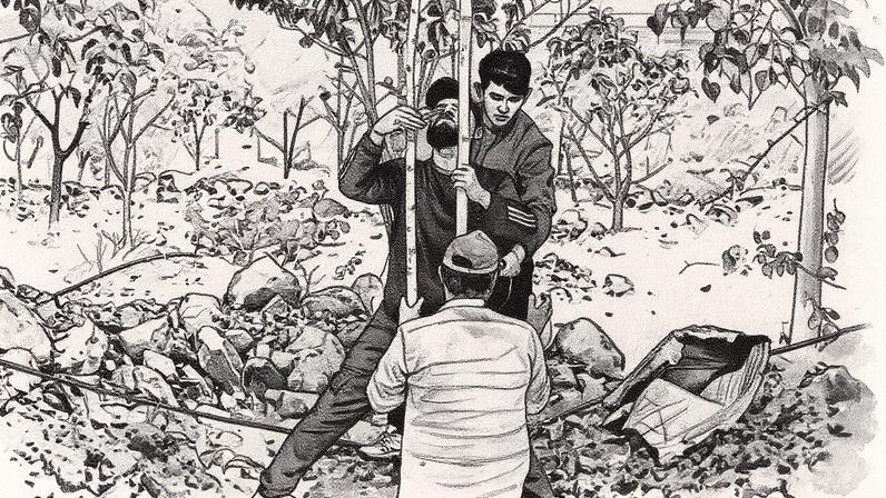 Árvores cultivadas em viveiro governamental são plantadas em área de reflorestamento em Vijayapura, na Índia (Foto: Reprodução)