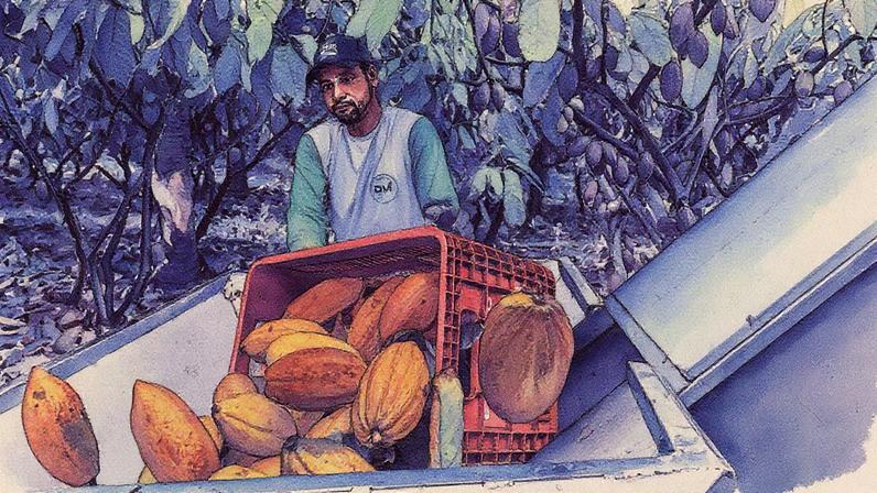 A produção de cacau no Equador, terceiro maior produtor global, deve aumentar em cerca de 5%, totalizando 580.000 toneladas (Foto: Reprodução)