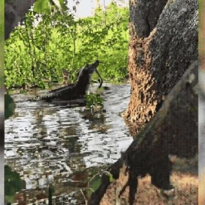 Confronto impressionante entre jacaré e sucuri no Pantanal ganha destaque nas redes sociais