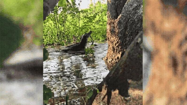 Confronto entre animais registrado em imagem (Foto: Reprodução)