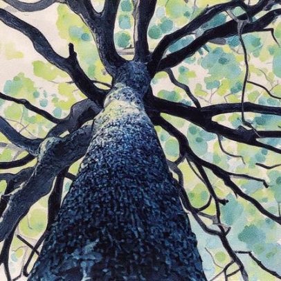 Redes de sementes impulsionam a restauração de florestas no Brasil