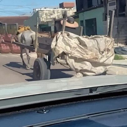 MP e OAB solicitam proibição da tração animal em Belém antes da COP 30