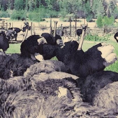 Suprema Corte do Canadá suspende abate de avestruzes em fazenda afetada pela gripe aviária