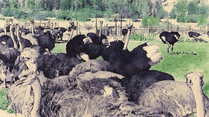 A inspeção alimentar do Canadá ordenou o abate das aves em dezembro após um surto de gripe aviária na fazenda (Foto: Reprodução)