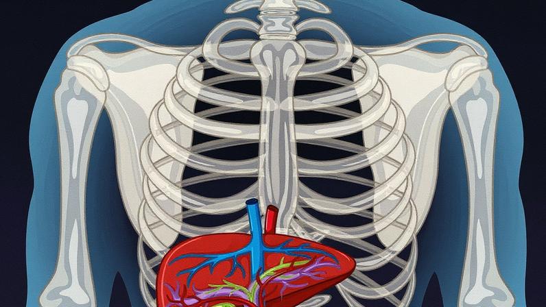 Fígado em fundo neutro (Foto: Reprodução)