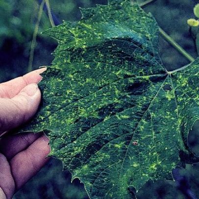 Mildiou ameaça vinhedos e transforma o cenário da produção de vinho mundial