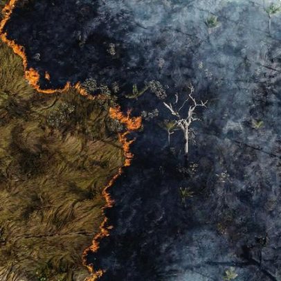 Brasil lidera o caminho para o reflorestamento global, revela pesquisa recente