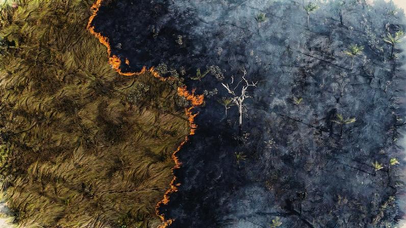 Brasil possui um quinto da área potencialmente adequada para o plantio de árvores, segundo estudo (Foto: Reprodução)