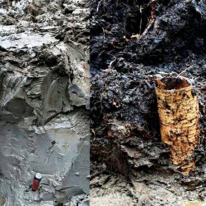 Cápsula do tempo de 5 mil anos é encontrada em pântano brasileiro