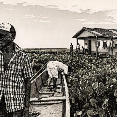 Planta asiática ameaça comunidades palafitas no Caribe colombiano