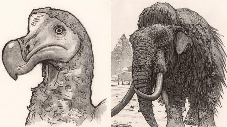 Dodô e mamute-lanoso são dois animais extintos que a ciência tenta recuperar (Foto: Reprodução)