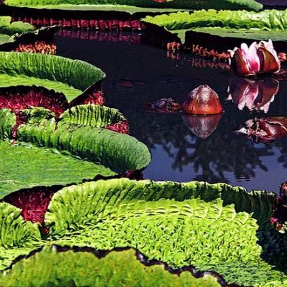 Vitória-régia transforma espaço para show de Mariah Carey em Belém