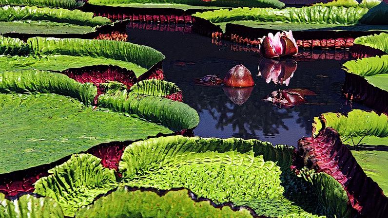 Vitória-régia em um ambiente natural (Foto: Reprodução)