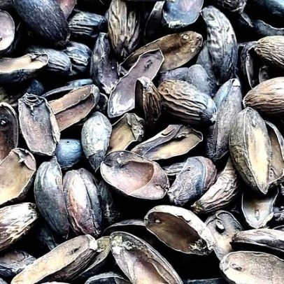 Puxuri: a noz-moscada da Amazônia ganha destaque na gastronomia e cosméticos