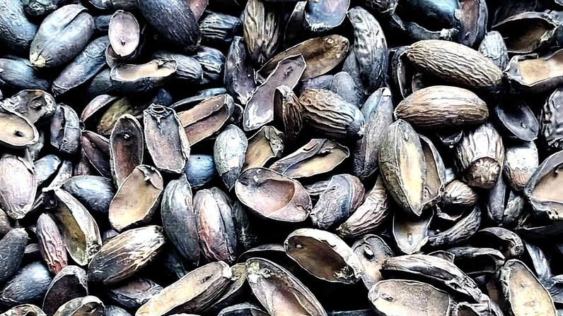 Puxuri, uma especiaria de uso ancestral, em destaque no Brasil (Foto: Reprodução)