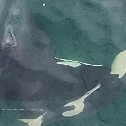 Orca tenta reanimar filhote morto enquanto ainda preso ao cordão umbilical