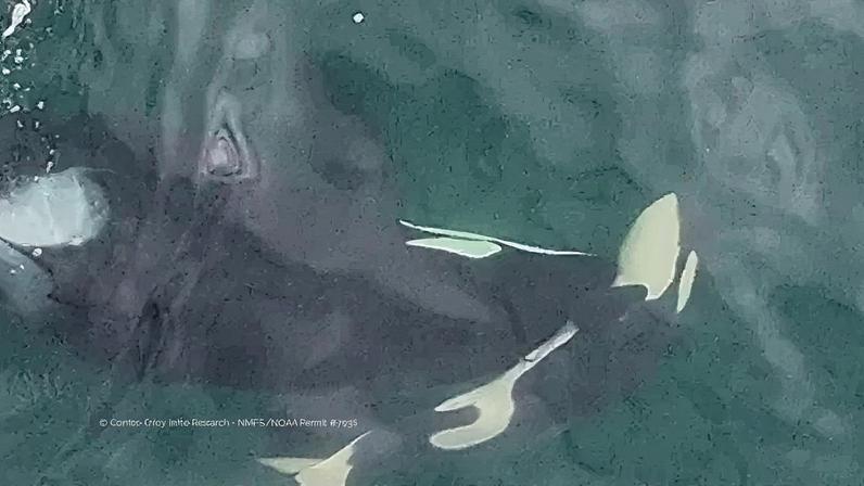 Estudos indicam que até 70% das gestações de orcas resultam em aborto espontâneo ou mortes precoces (Foto: Reprodução)