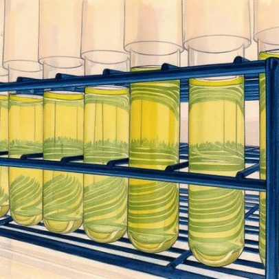 Micro-organismos marinhos enfrentam desafios com o aquecimento das águas oceânicas